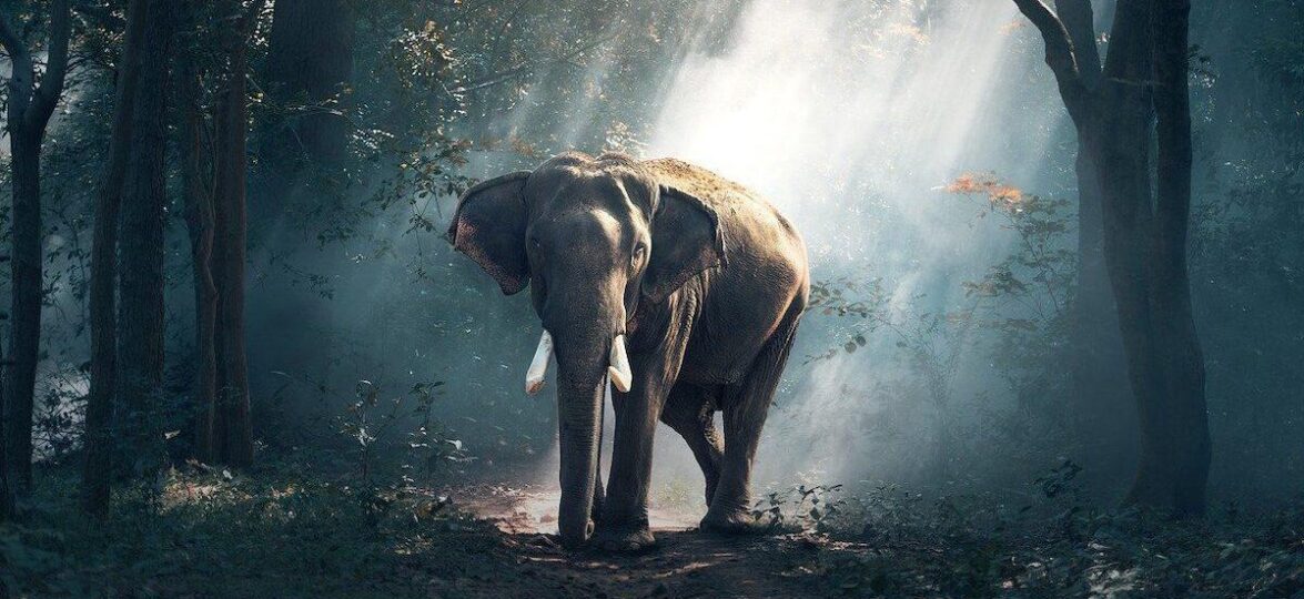 таиланд безвизовый _Thailand_слон