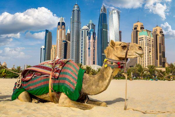 Новые разрешения на полеты за рубеж от Росавиации_Camel in Dubai Marina, United Arab Emirates