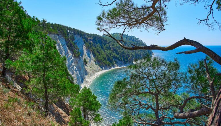 Абхазия в мае _hillside-leading-sea-from-pitsunda-pine-trees