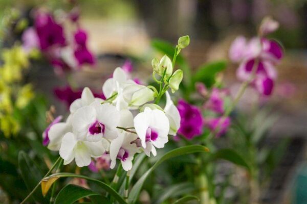 тайские орхидеи