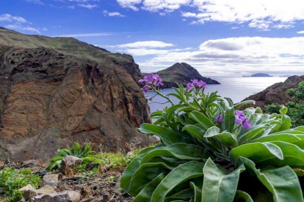 цветущий остров Мадейра